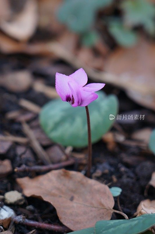 Cyclamen is a genus of 23 species of perennial flowering plants in the family Primulaceae. In English, it is known by the common names sowbread or swinebread.